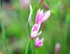 Show product details for Hesperantha huttonii